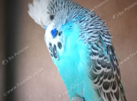 Show budgies