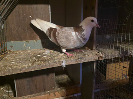 Birmingam rolle