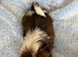 Shih tzu puppies