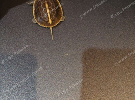 Yellow-margined box turtle