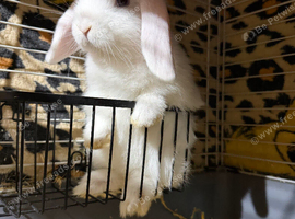 Mini Lop baby boy ready now (super friendly & tame)