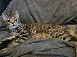 Ready to leave now 2 girl kittens