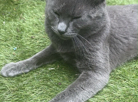 Grey Russian blue cat