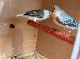 Pair of zebra finch