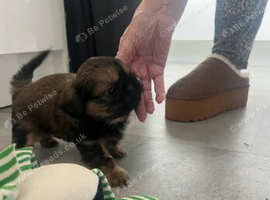 TINY IMPERIAL SHIH TZU TREASURES FILLED WITH LOVE AND CHARMS