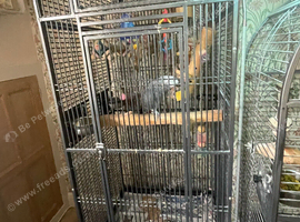 Male and female African grey