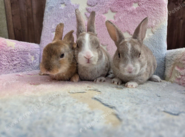 Gorgeous vm Mini Rex babies