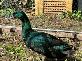 Cayuga ducklings