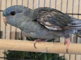 Lineolated Male