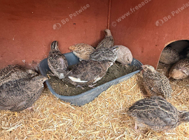 Coturnix quail chicks
