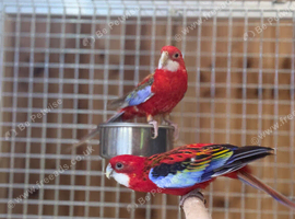 Rosella