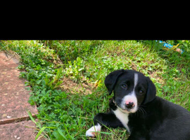 Labernese puppies