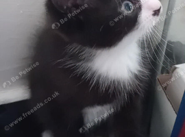 Adorable kittens