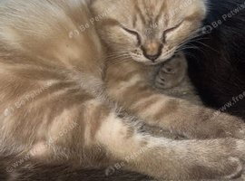 4 beautiful kittens