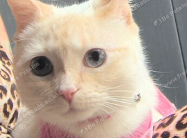 Pumpkin Flamepoint Ragdoll 18 months