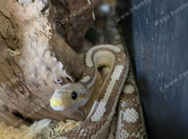 2 cornsnakes