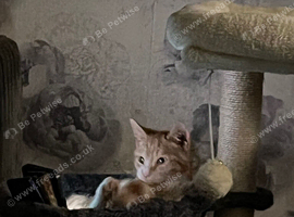 British shorthair