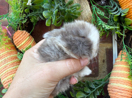 Pure bred baby mini lops