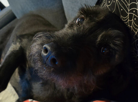 URGENT HOME NEEDED