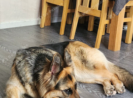 Female German shepherd