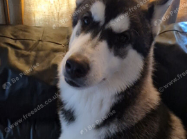 male husky