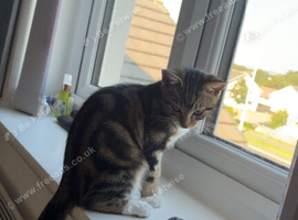Beautiful cat to go to a good home