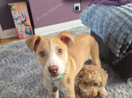 Beautiful gold and white puppy