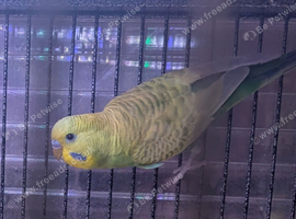 3x male budgies available