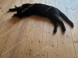 Male black kitten