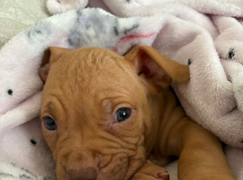 Gorgous dog for sale