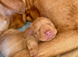 HUNGARIAN VIZSLA PUPS FOR SALE (KC REG PEDIGREE ) HOME-REARED SCOTLAND
