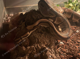 Full setup and snake