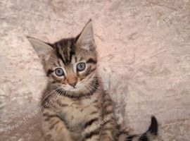 4 female tabby kittens and 1 black male