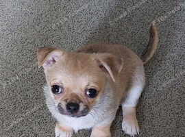 Pedigree  chihuahua boys