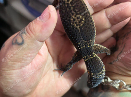 2024 black night cross leopard gecko female