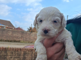 Bision fries x toy poodle x shitzu