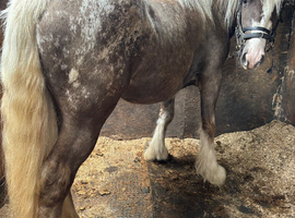 Silver spotted colt
