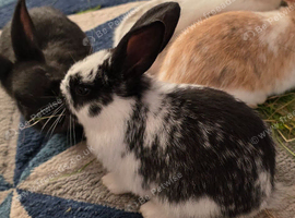 Wonderful rabbits