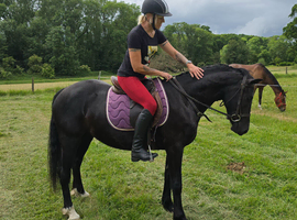 Rising 4  black / white filly