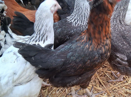 Hybrid pullets 16to18 weeks