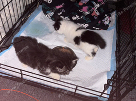 3 kitten ready to go