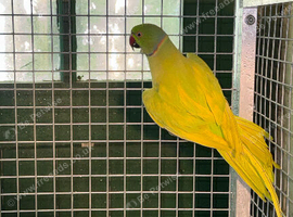 PAIR RINGNECKS DOM PIED OPALINE X CLEARTAIL