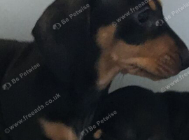 Ready to leave today Miniature dachshund puppies