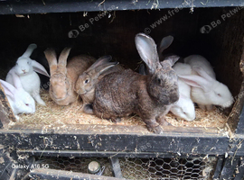 Flemish giant white rew .lilac and agoutie babys