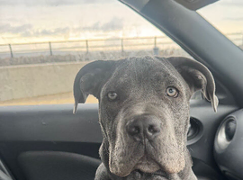 Knox