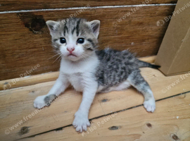 Lovely kitten for Sale