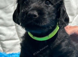 Labraguese Puppies for sale