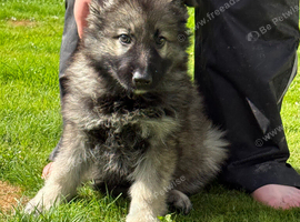 Stunning kc reg grey sable dark sable and Black and Tan