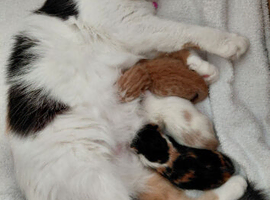 Maine-coon x fur babies