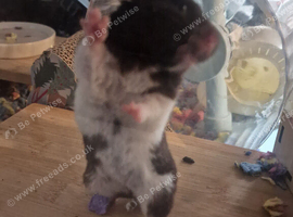 Hamster set up and  black and white Hamster